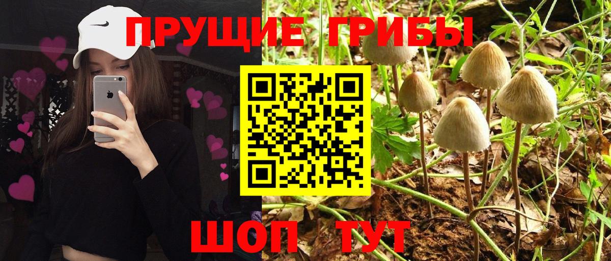 Псилоцибиновые грибы мухоморы Фрязино